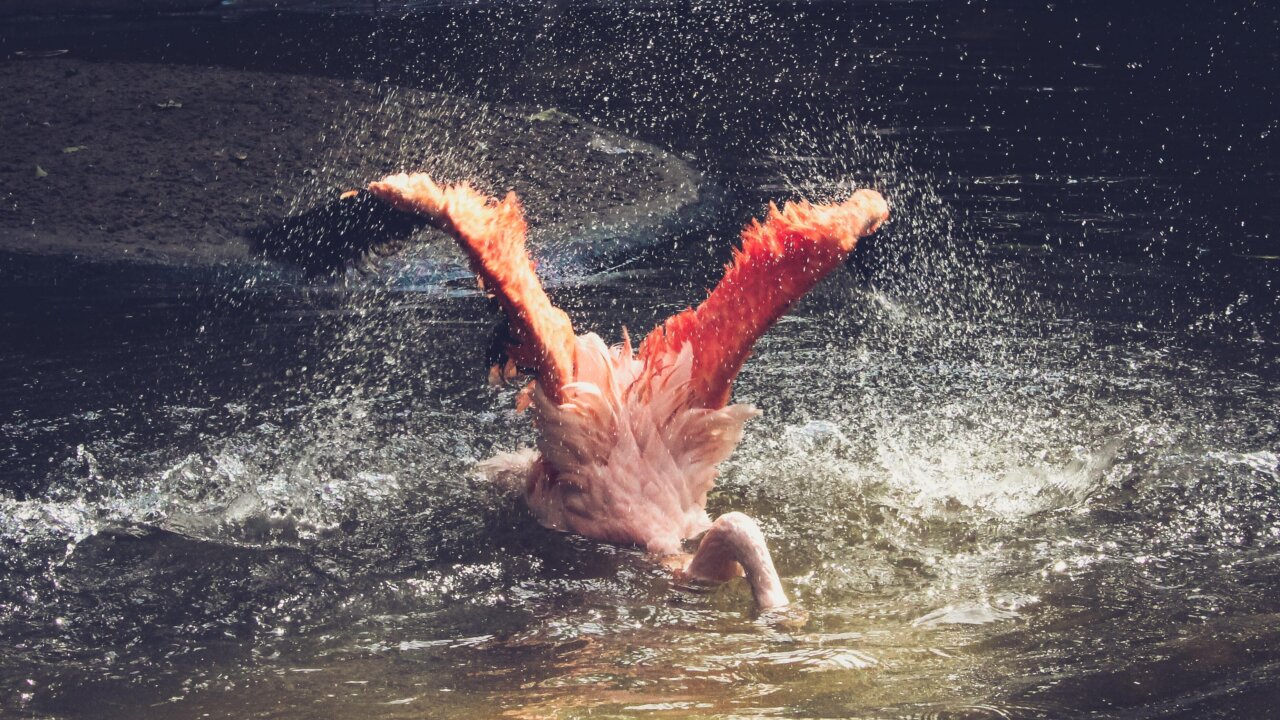 Flamingo die Kunst des Atems