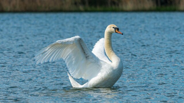 Schwan1