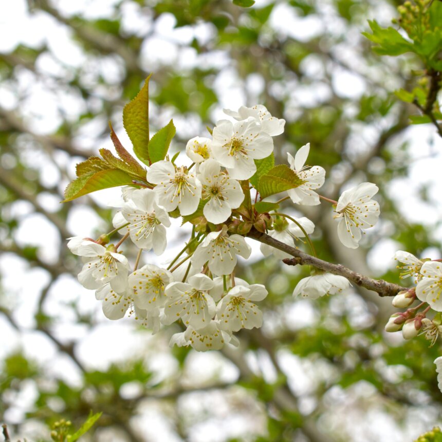 Birnenbaum