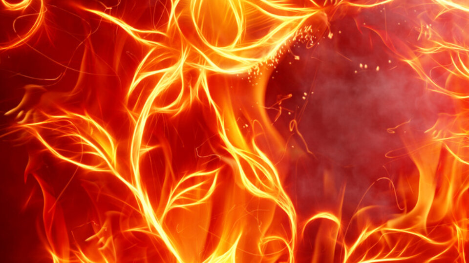 Fotolia 10620638 S Feuerrose